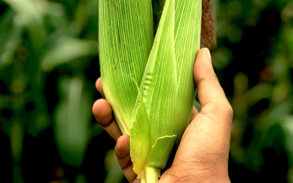 alimentos