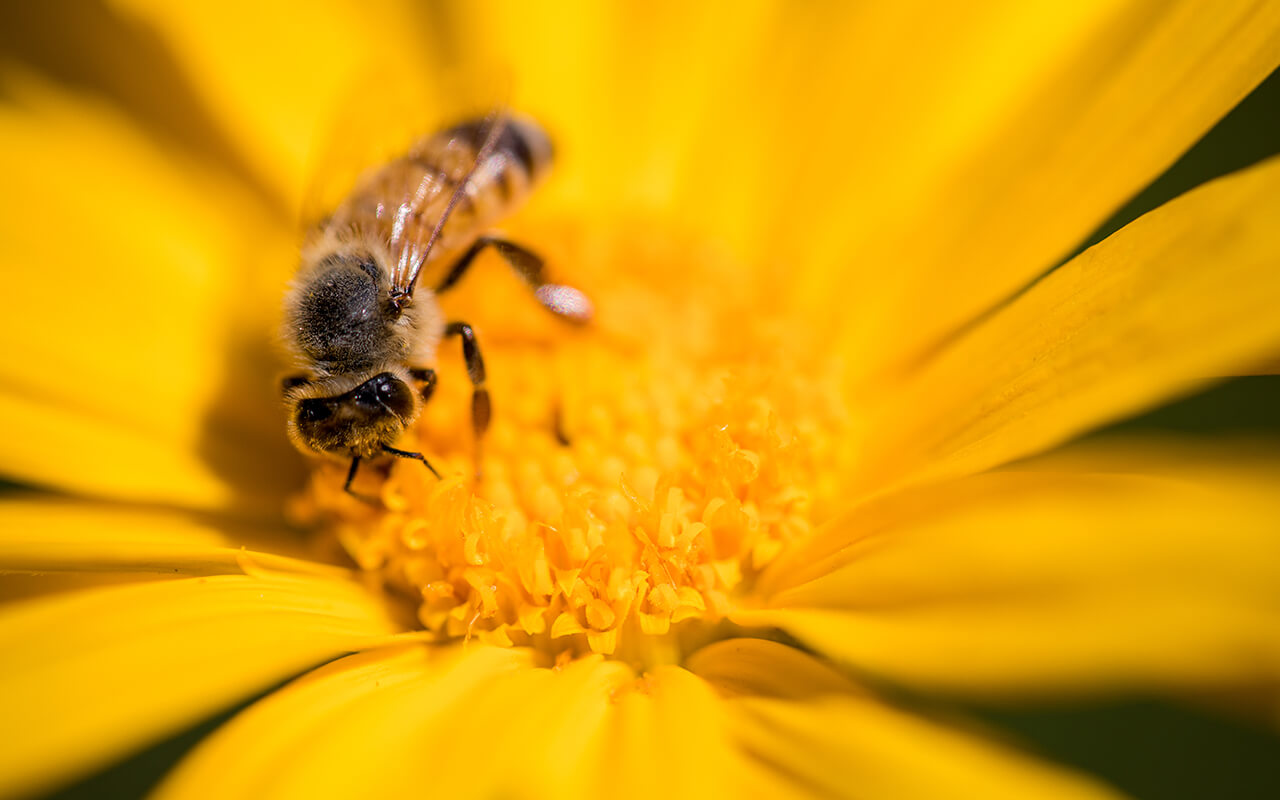 Importancia de las abejas en agricultura - Proccyt