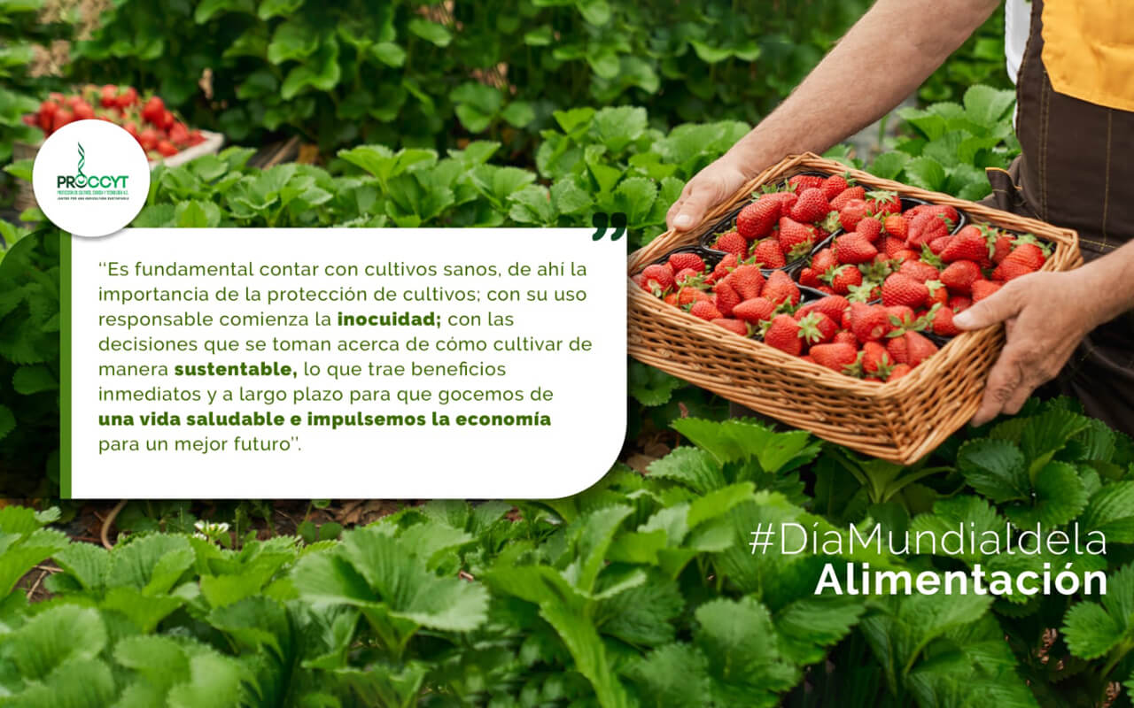 dia-alimentacion